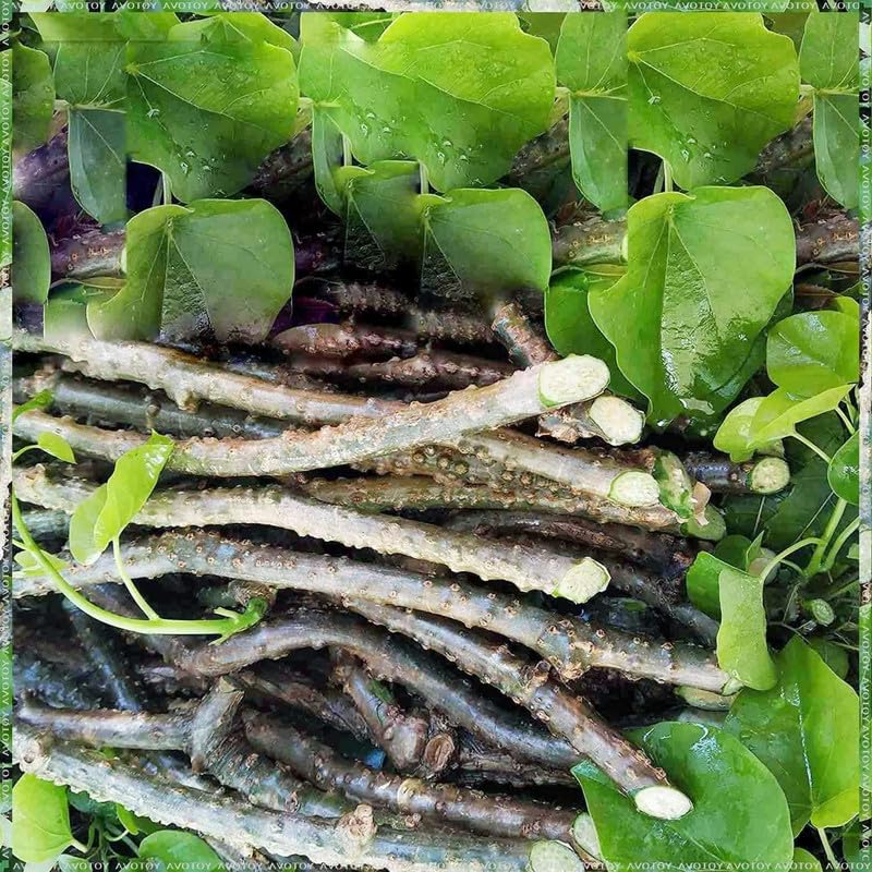 13-of-pack-fresh-neem-tree-giloy-plantat-3.jpg