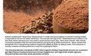 ellie-s-best-7-mushroom-powder-extract-o-6.jpg