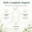 lymphatic-drainage-capsules-lymphatic-sy-5.jpg