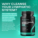 herbal-lymph-system-support-supplement-l-5.jpg