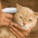 paw-science-dog-cat-ear-cleaner-wipes-pe-5.jpg