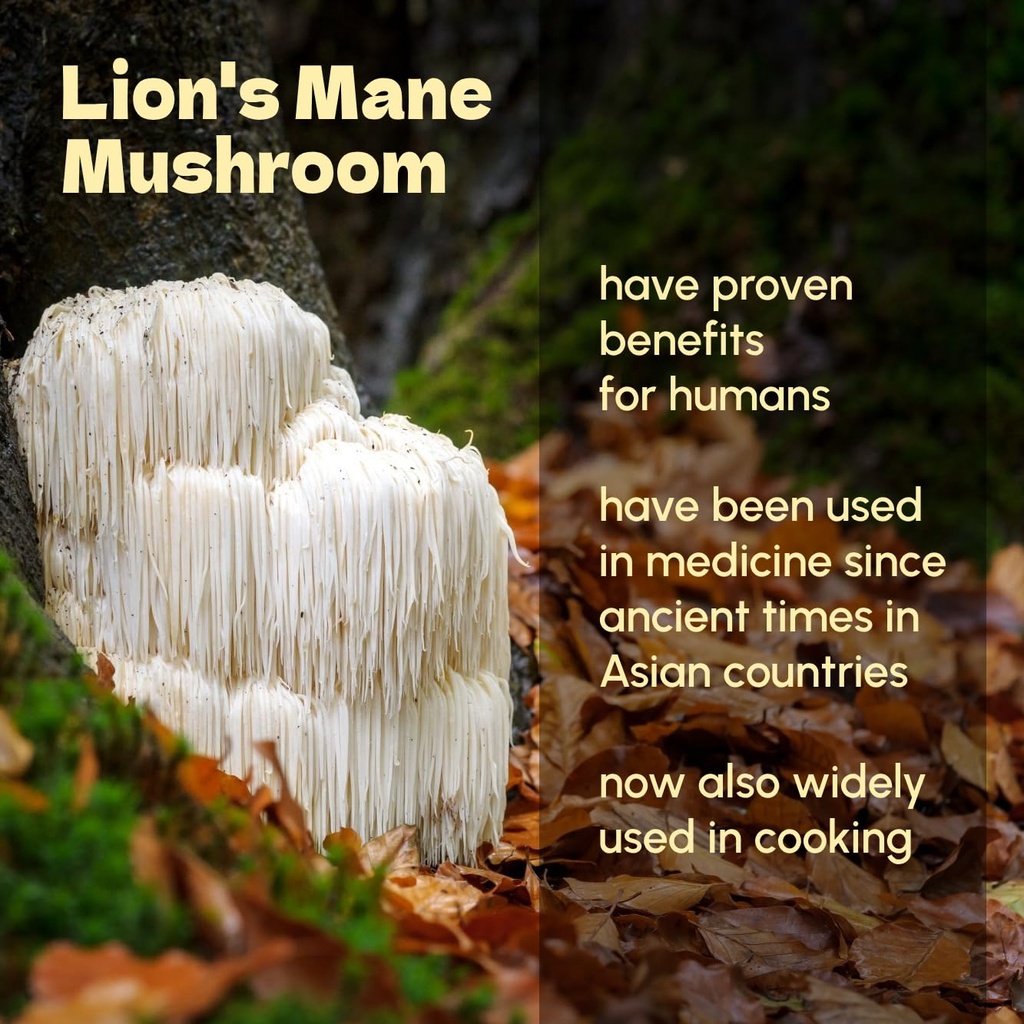 lions-mane-powder-8-oz-pure-lion-s-mane--4.jpg