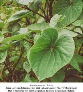 starwest-botanicals-kava-kava-root-c-s-4-4.jpg