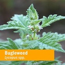 herb-pharm-bugleweed-liquid-extract-drop-6.jpg
