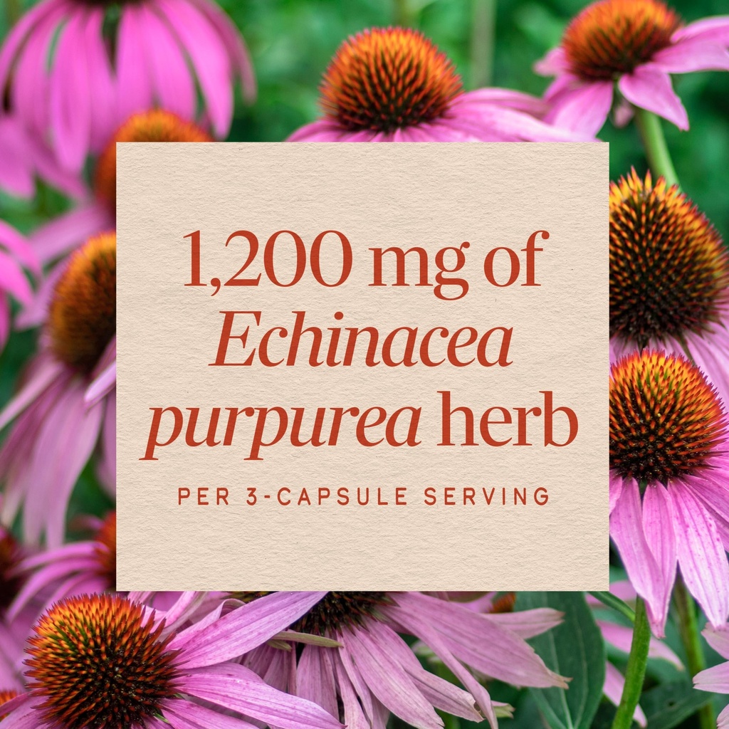 nature-s-way-echinacea-purpurea-herb-tra-4.jpg