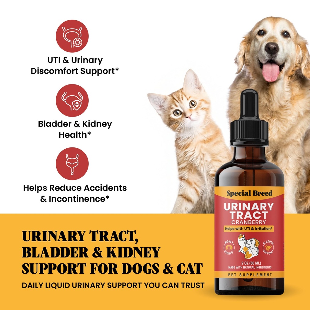 cat-dog-urinary-tract-infection-treatmen-2.jpg