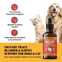 cat-dog-urinary-tract-infection-treatmen-2.jpg