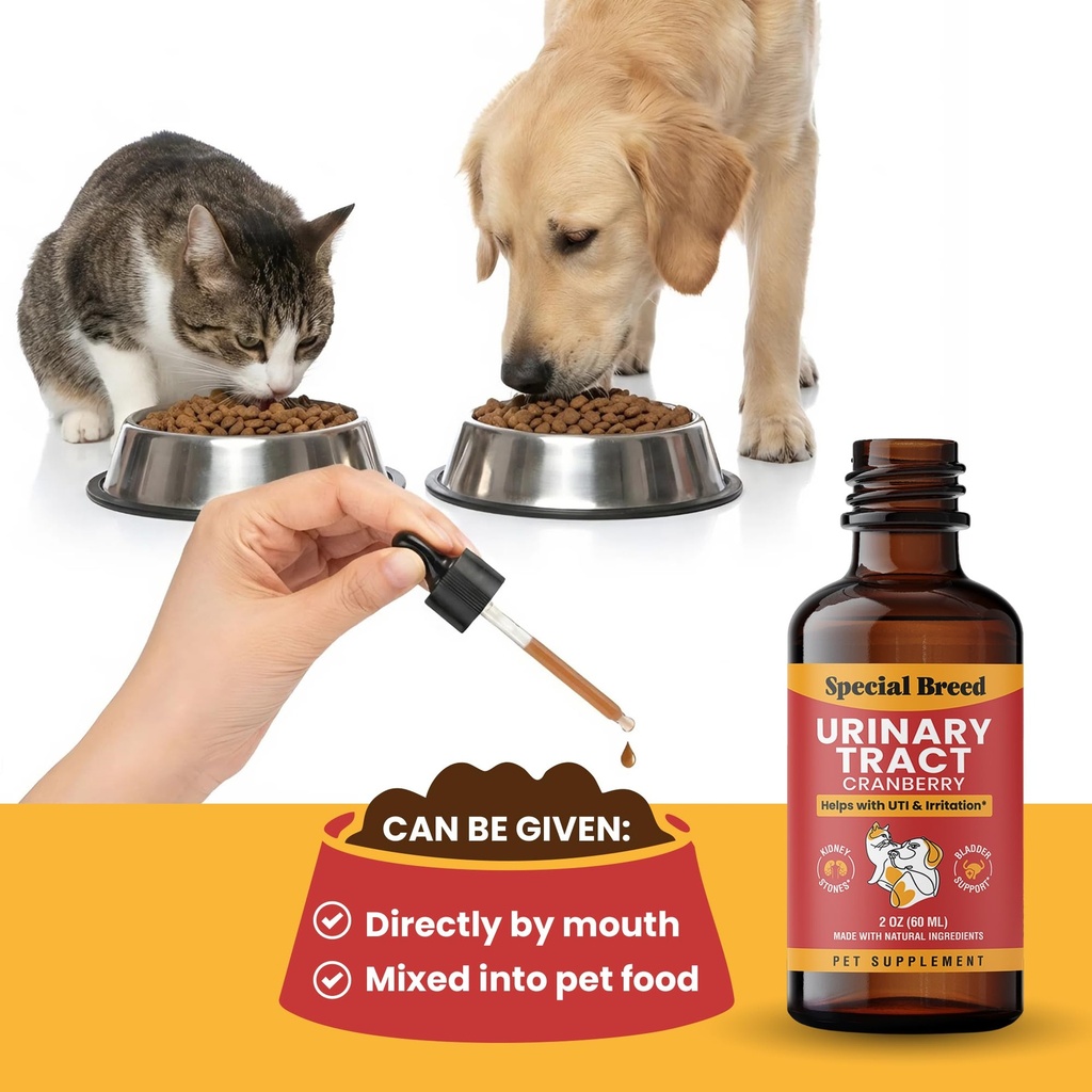 cat-dog-urinary-tract-infection-treatmen-5.jpg