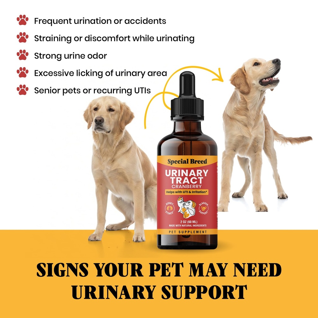 cat-dog-urinary-tract-infection-treatmen-4.jpg