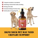 cat-dog-urinary-tract-infection-treatmen-4.jpg