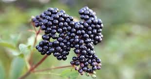 huge-18-oz-mrs-miller-s-elderberry-jelly-5.jpg