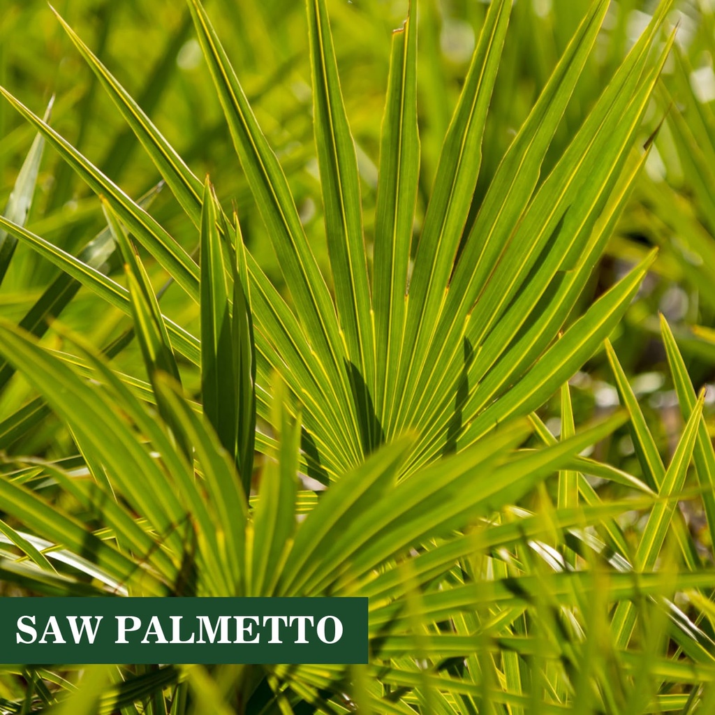 herbs-saw-palmetto-extract-supports-heal-3.jpg