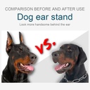 doberman-dog-ear-posting-kit-dog-ear-sta-3.jpg