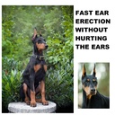 doberman-dog-ear-posting-kit-dog-ear-sta-4.jpg