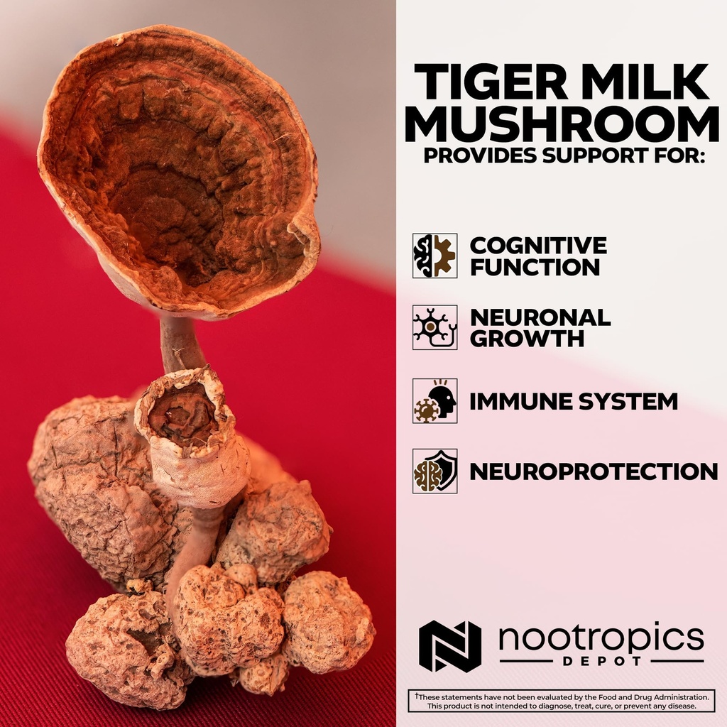 nootropics-depot-tiger-milk-mushroom-cap-4.jpg