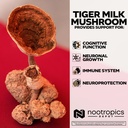 nootropics-depot-tiger-milk-mushroom-cap-4.jpg