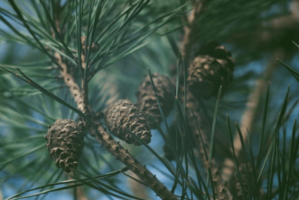 pure-original-ingredients-pine-bark-extr-4.jpg