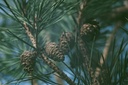 pure-original-ingredients-pine-bark-extr-4.jpg