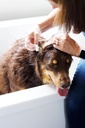 every-ear-wash-for-dogs-and-cats-for-rem-3.jpg