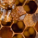 herb-pharm-propolis-liquid-herbal-extrac-6.jpg