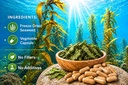 seagate-products-freeze-dried-seaweed-50-4.jpg