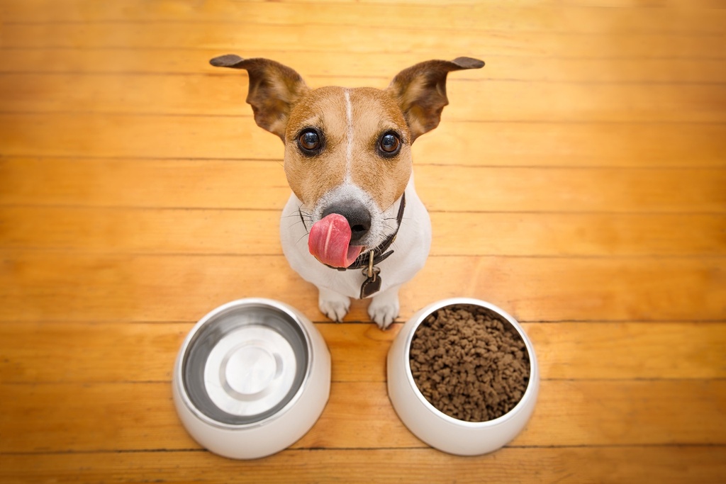 drformulas-probiotics-for-dogs-puppies-p-4.jpg