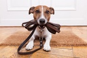 drformulas-probiotics-for-dogs-puppies-p-5.jpg