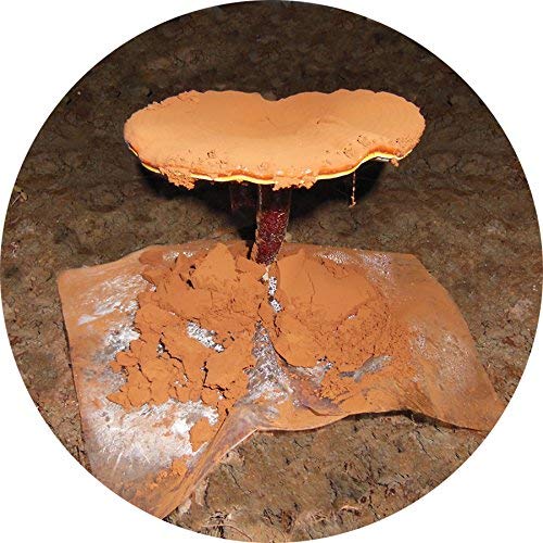 dragon-herbs-duanwood-reishi-spore-oil-s-6.jpg