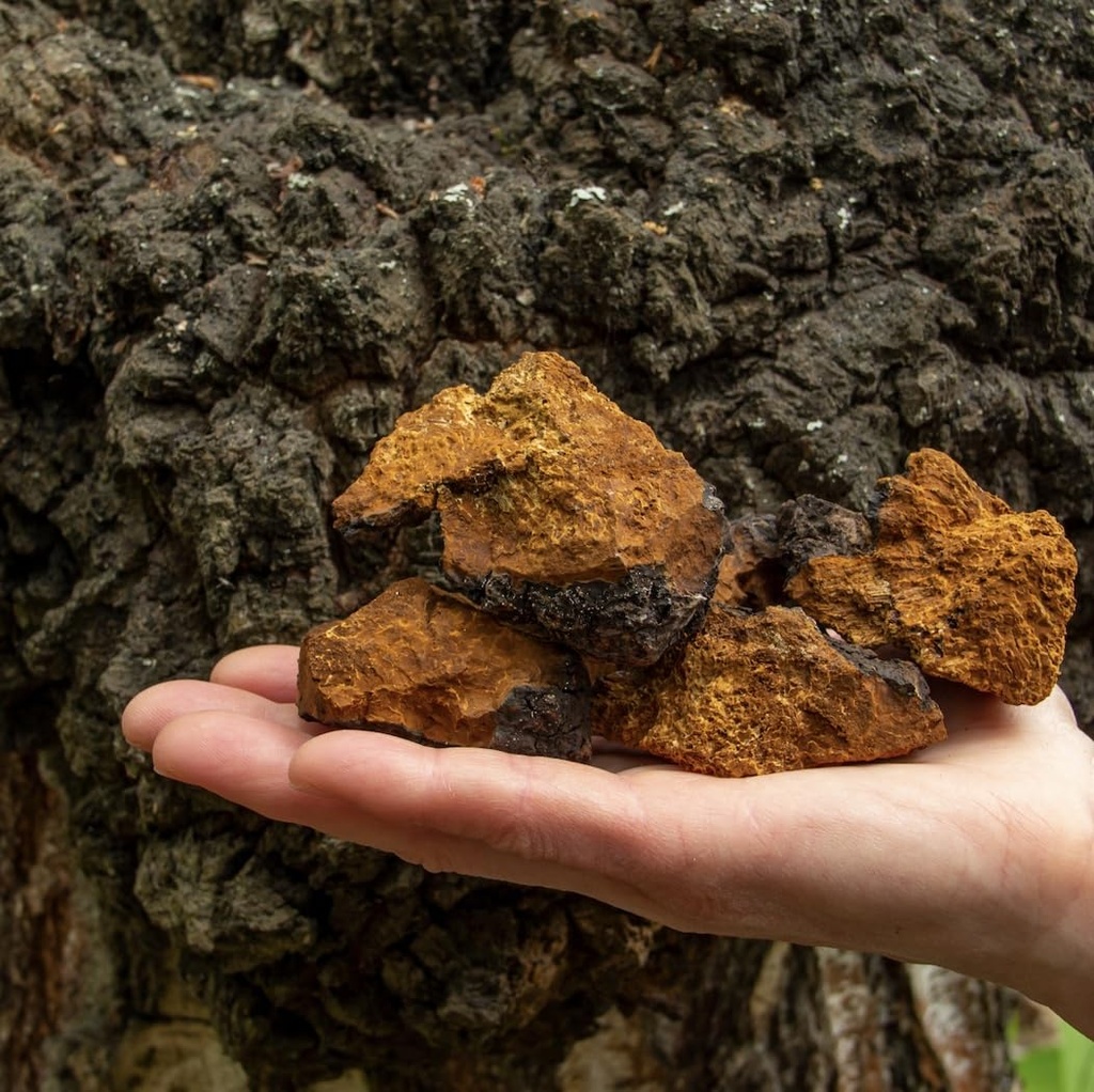 north-spore-organic-chaga-mushroom-tinct-6.jpg