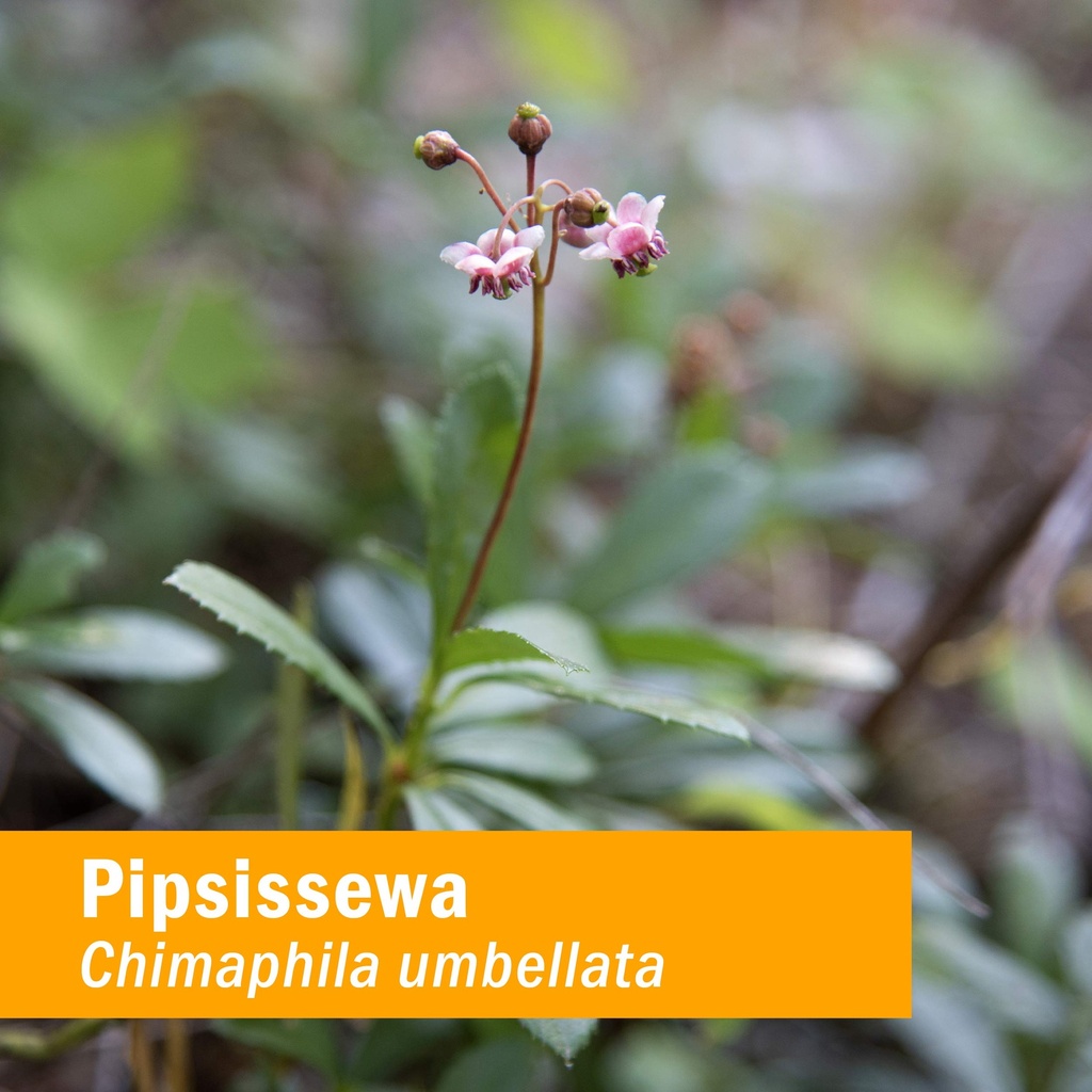 herb-pharm-pipsissewa-liquid-extract-for-2.jpg