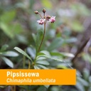 herb-pharm-pipsissewa-liquid-extract-for-2.jpg
