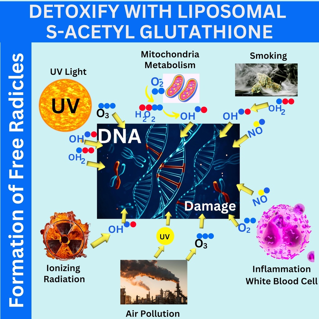 nikoni-liposomal-s-acetyl-l-glutathione--6.jpg