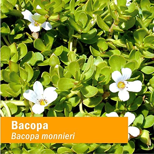 herb-pharm-certified-organic-bacopa-liqu-5.jpg