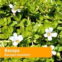 herb-pharm-certified-organic-bacopa-liqu-5.jpg
