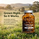 forest-super-foods-lion-s-mane-mushroom--2.jpg