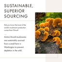 anima-mundi-apothecary-soma-7-mushroom-a-4.jpg
