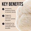 north-spore-organic-lion-s-mane-mushroom-4.jpg