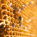 bee-propolis-for-dogs-cats-natural-immun-6.jpg