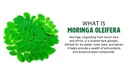 moringa-oleifera-leaf-and-seed-powder-80-6.jpg