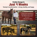 horse-guard-super-weight-gain-24-lb-3-in-4.jpg
