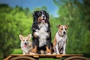 pet-supplements-nutrition-llc-dog-eye-al-4.jpg