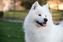 pet-supplements-nutrition-llc-dog-eye-al-6.jpg