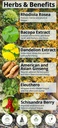 happy-healthy-hippie-vaginal-probiotics--2.jpg