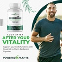 pure-berberine-supplement-1300mg-berberi-2.jpg