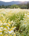 herb-pharm-chamomile-liquid-extract-usda-6.jpg