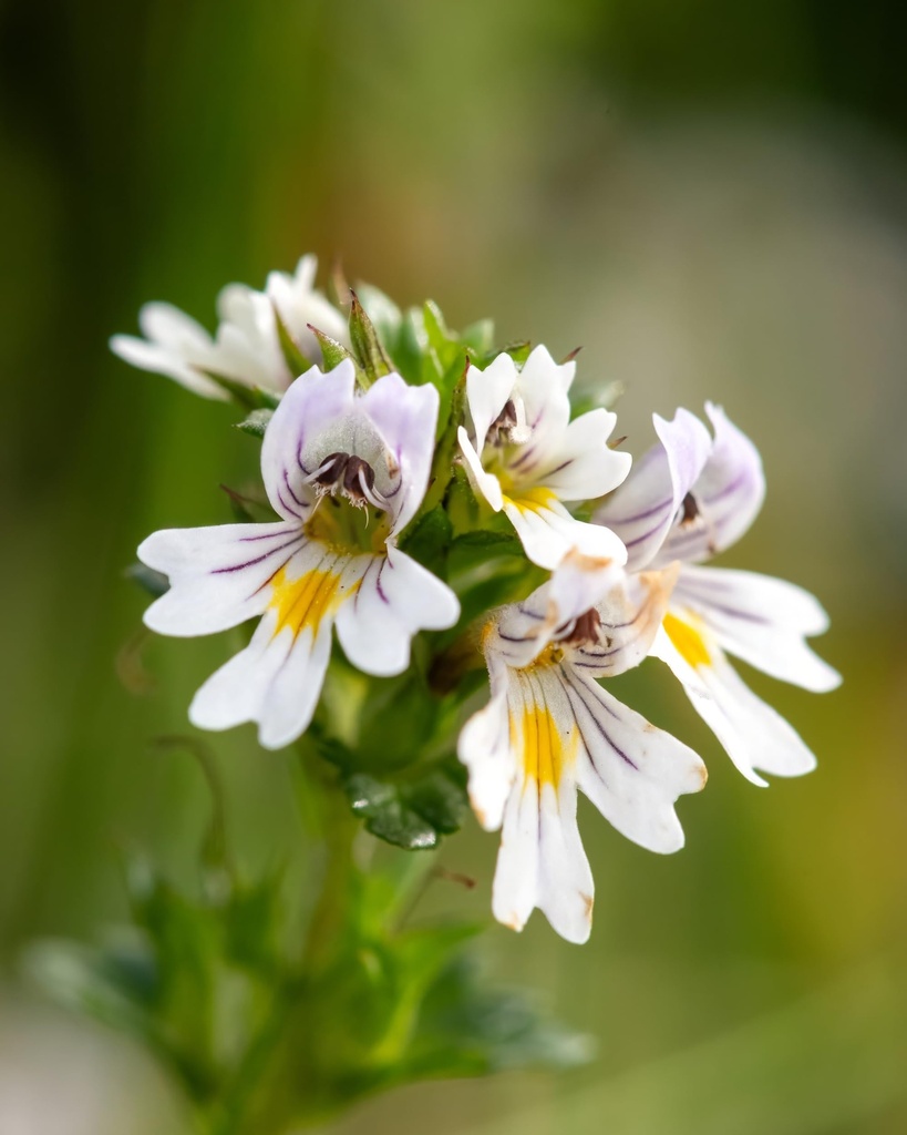 herb-pharm-eyebright-liquid-herbal-extra-6.jpg