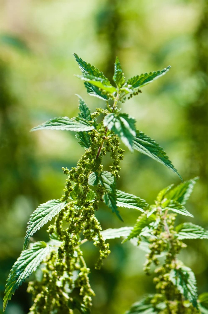 health-embassy-stinging-nettle-leaf-urti-5.jpg