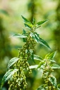 health-embassy-stinging-nettle-leaf-urti-5.jpg