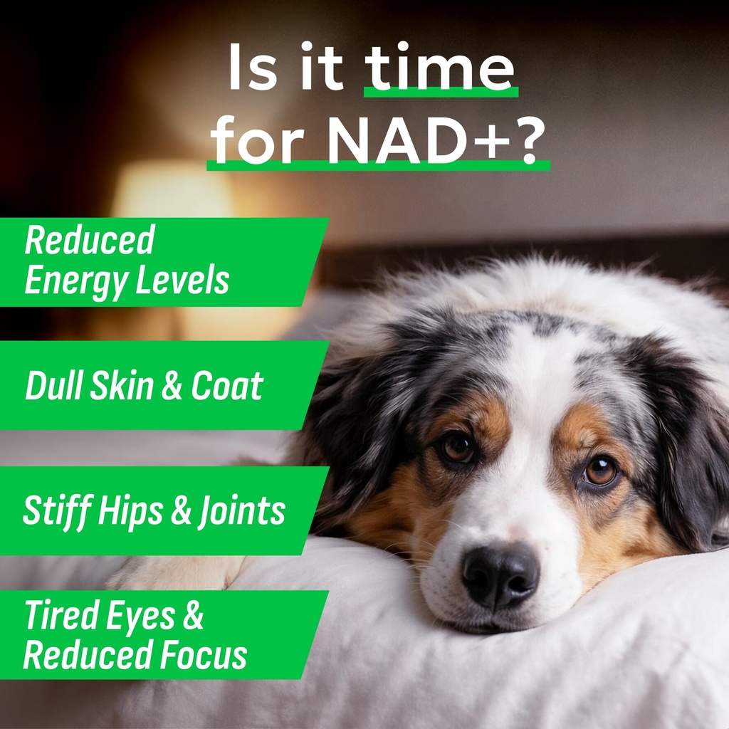 bark-spark-nad-for-dogs-advanced-longevi-4.jpg