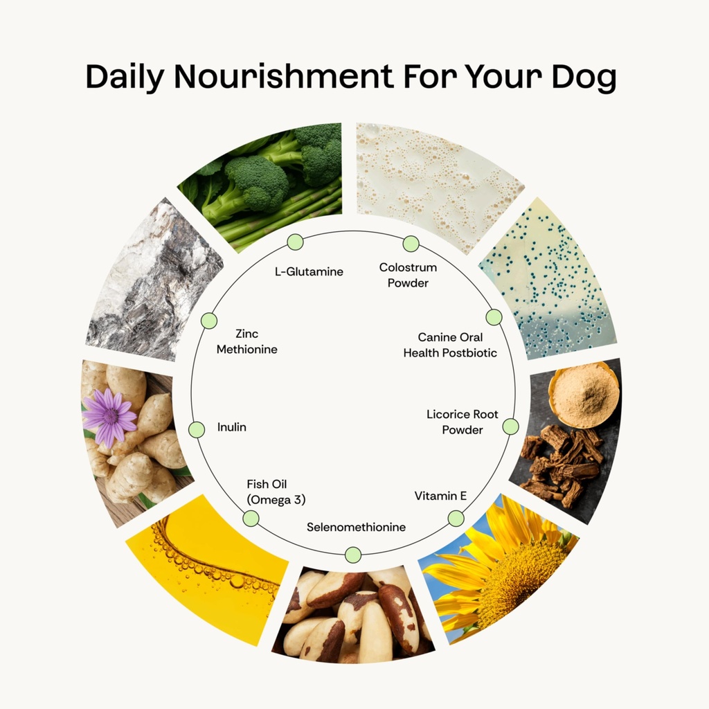 daily-probiotic-prebiotic-postbiotic-dog-4.jpg